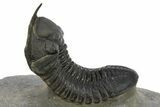 Morocconites Trilobite Fossil With Gerastos - Ofaten, Morocco #310632-2